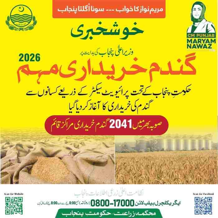 50-kg-wheat-price-in-Pakistan-today
