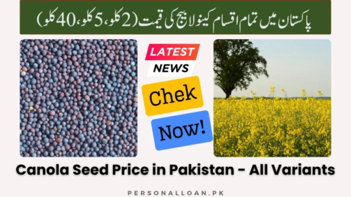 Canola-Seed-Price-in-Pakistan